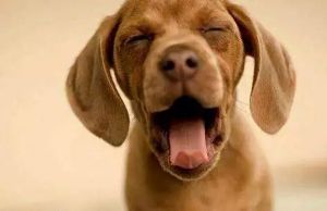 【四院|科普】：狂犬病的这些知识您需要了解