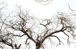 【四院|科普】暴跌12~16℃，可达寒潮级别！冰冷背后的健康危机——警惕静脉曲张