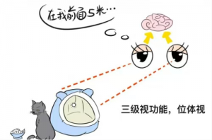 视觉训练 让眼睛更能干的小秘密