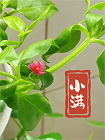 小满到了，医生提醒：别急着“下火”，这两件事最伤身