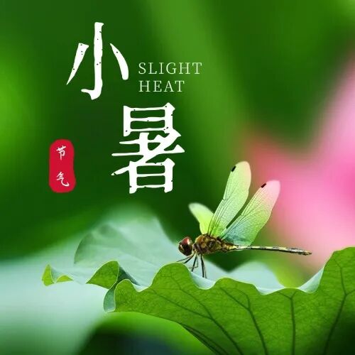 今日小暑｜风动莲生香，心静自然凉